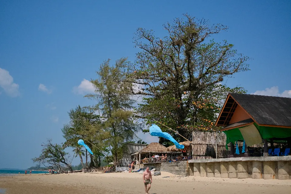 A beach hut under a tall tree at the edge of the sand.